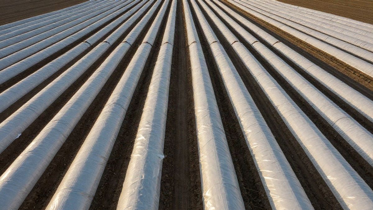 Illustrative image: overhead view of rows of white macrotunnels in a red fruit field at sunset